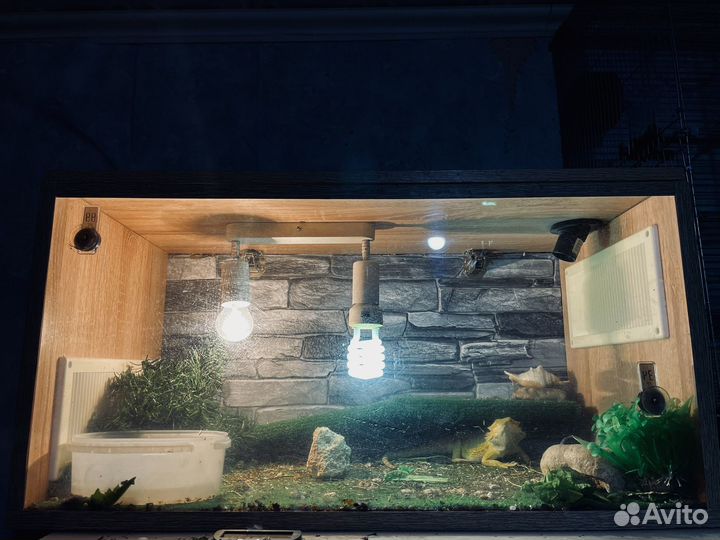 Агама с Террариумом