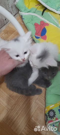 Кошка в дар бесплатно