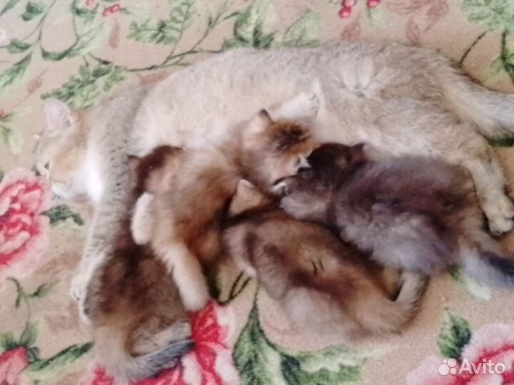 Бриташки шиншилляшки