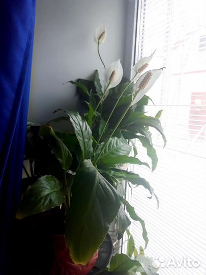 Спатифиллум