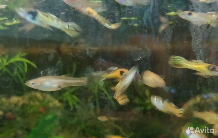 Гуппи эндлера тигровые