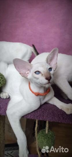 Сиамская ориентальная экстрим