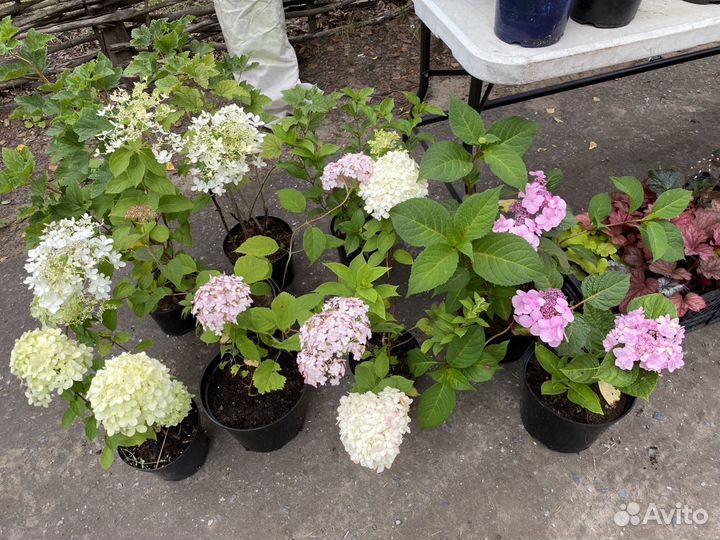 Гортензии и другие кустарники