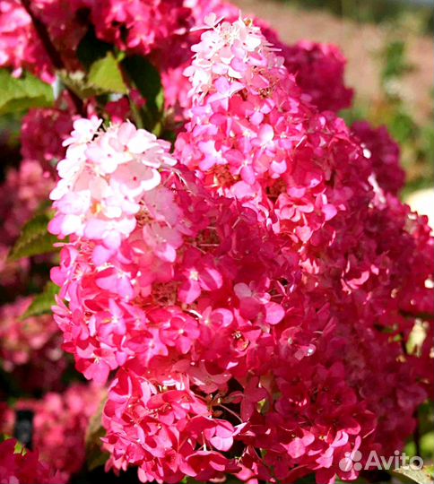 Гортензия Fraise Melba (Фрейз Мельба) в Р9