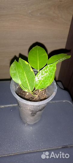 Фикус бенджамина кинки