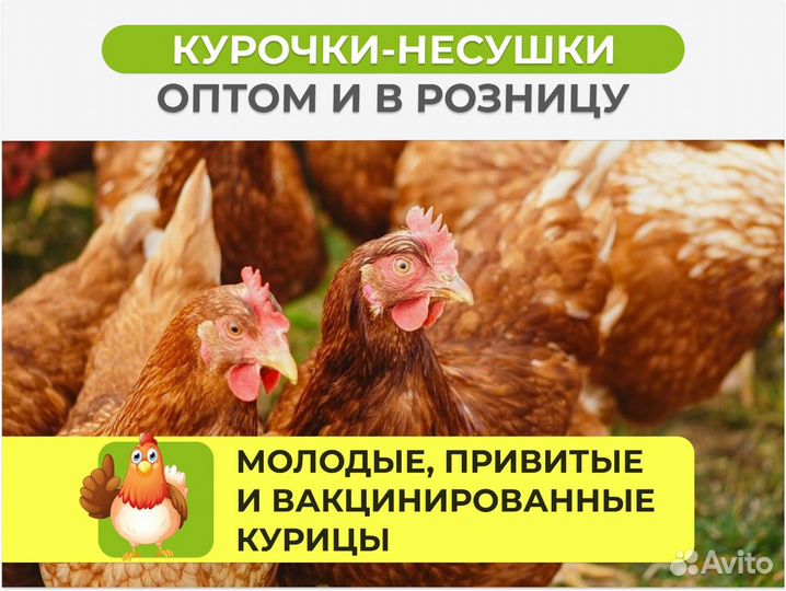 Куры несушки с доставкой