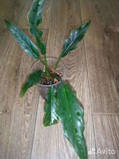 Филодендрон карамель плуто