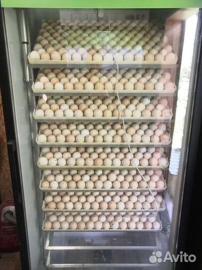 Цыплята бройлеры, утята бройлеры, цыплята несушек