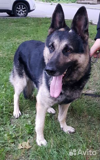 Восточноевропейская овчарка вязка