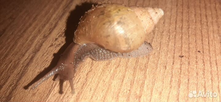 Улитки ахатины бесплатно