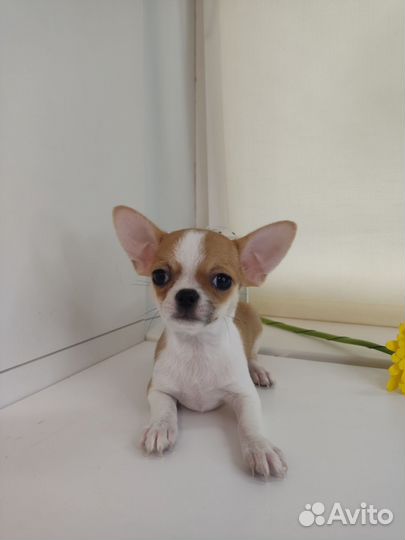 Щенки чихуахуа мальчики мини и стандарт