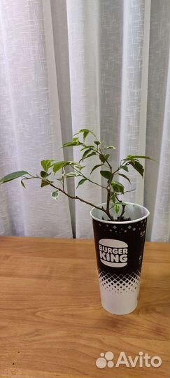 Фикус Бенджамина Кинки