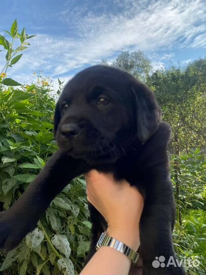 Щенки лабрадора