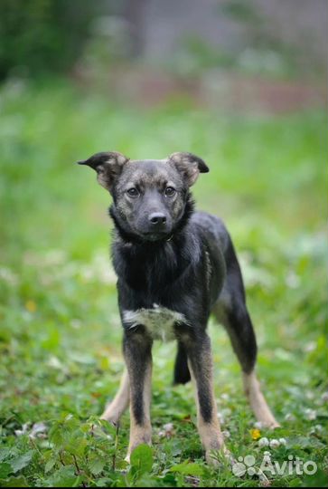 Ищет дом собаченька