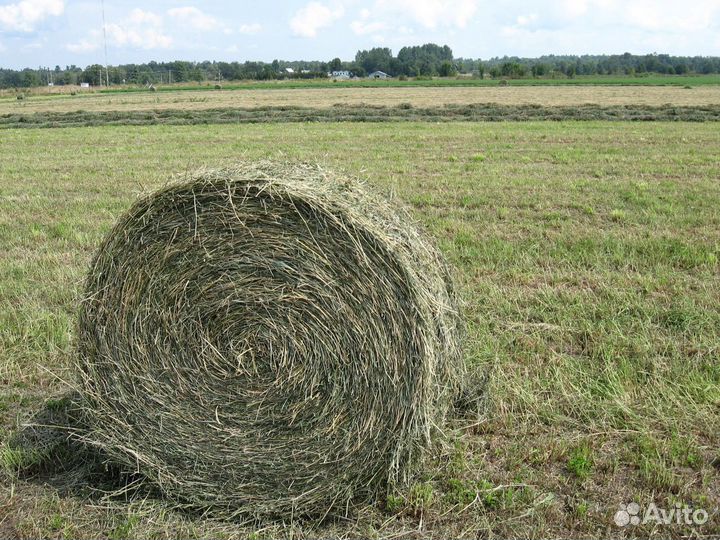 Сено В рулонах (корм для животных )