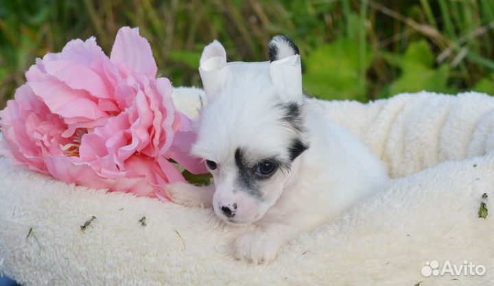 Пуховая девочка-белочка