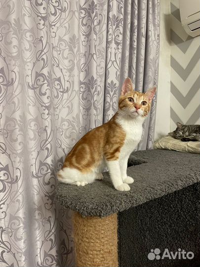 Кошка бесплатно