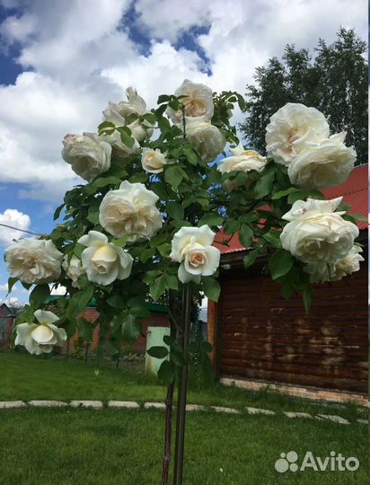 Роза на штамбе