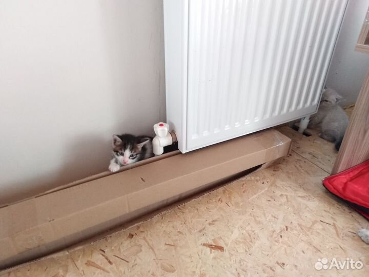 Котята в добрые руки бесплатно