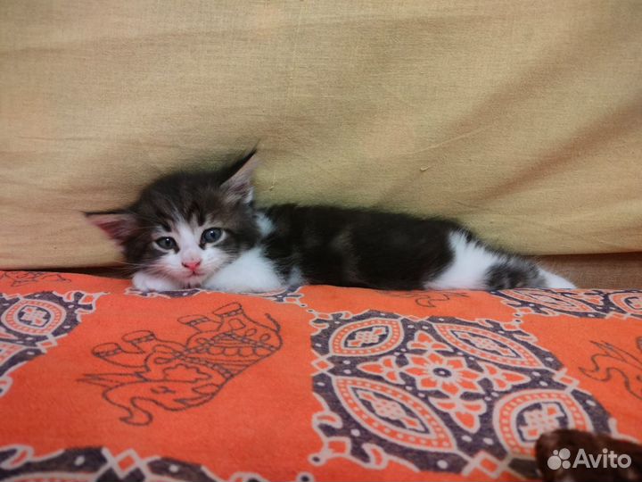 Котики за 1 р