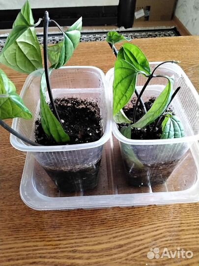 Клеродендрум мадам Томпсон