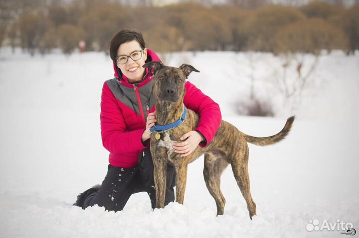 Дрессировка собак, обучение командам