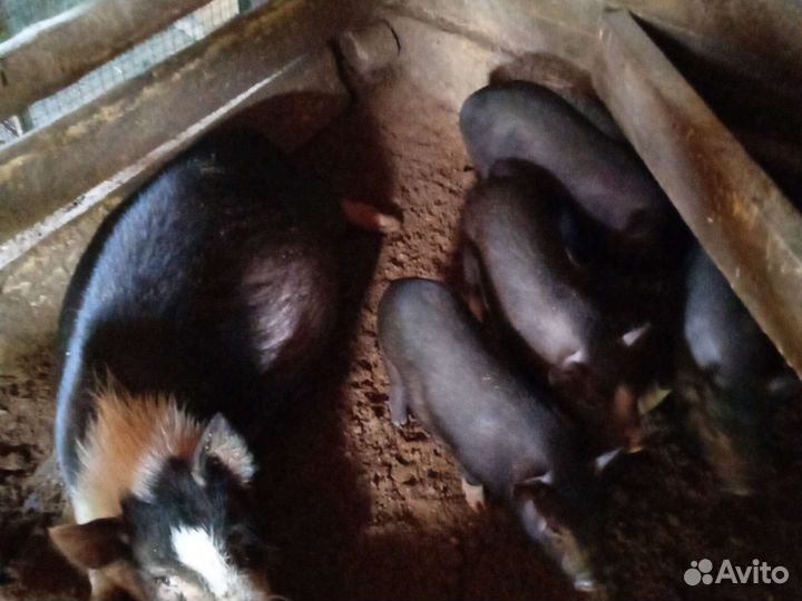 Вьетнамск вислобрюхий поросенок