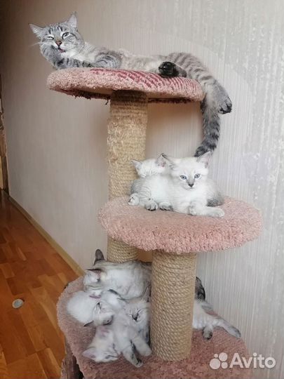 Тайские котята