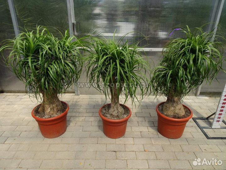 Бутылочное дерево Нолина Пальма Комнатные растения