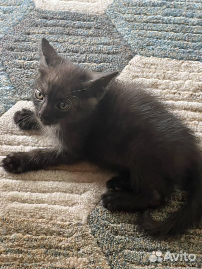 Котенок мальчик