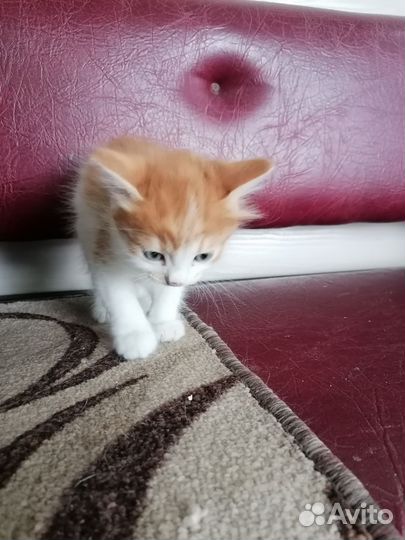 Кошки в дар бесплатно