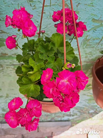 Пеларгония зональная