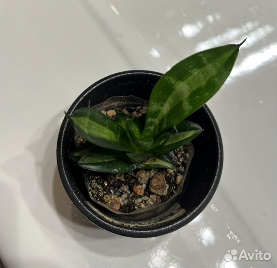 Сансевиерия Ханни Страйкер/Striker