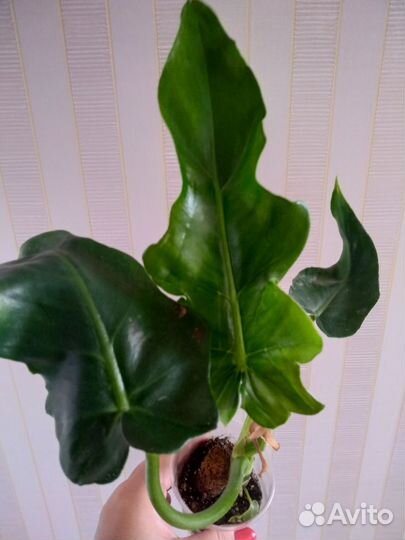 Сортовые филодендрон