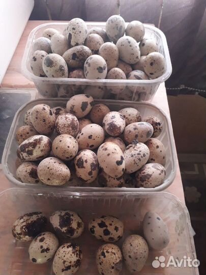 Яйца перепелиные инкубационное