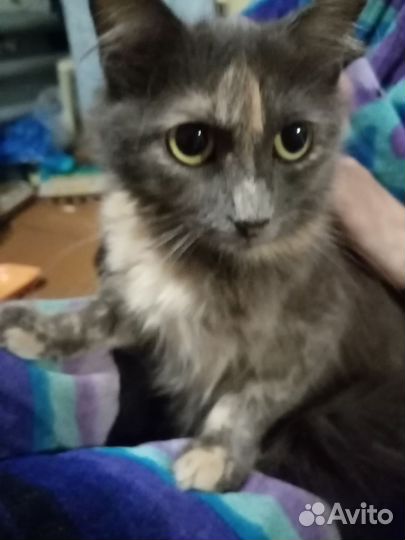 Кошка