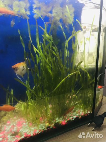 Растения для аквариума