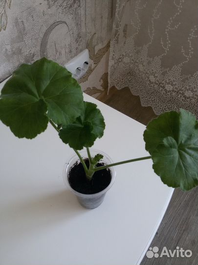 Пеларгония розебудная