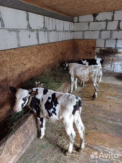 Телята бычки