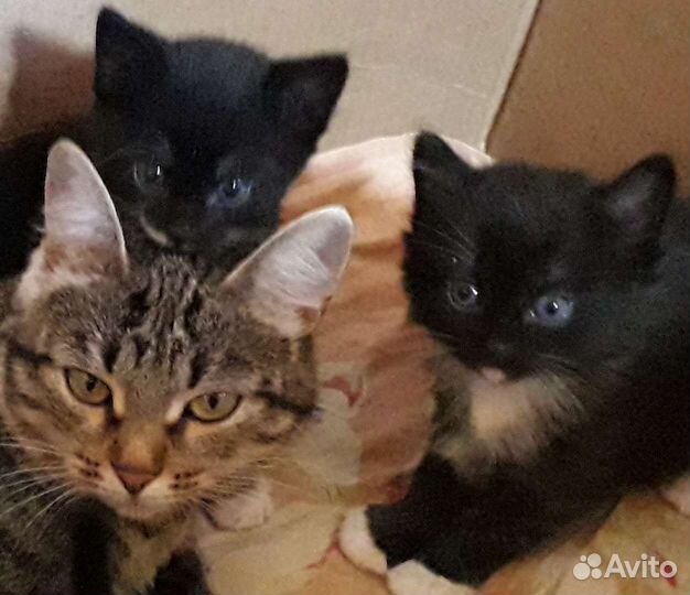 Котята в добрые руки, мальчики