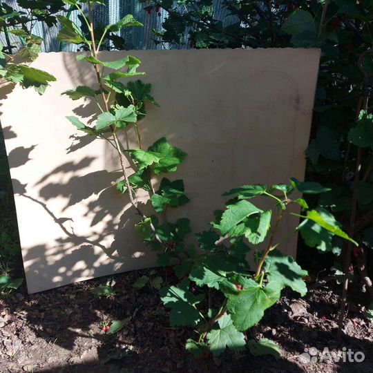 Красная, белая смородина, крыжовник