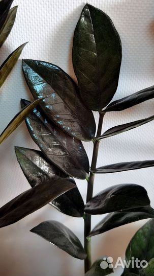 Чёрный Замиокулькас Равен, Чёрный Ворон