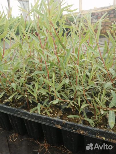 Чернозем 1-й сорт,перегной крс,доставка,от мешка