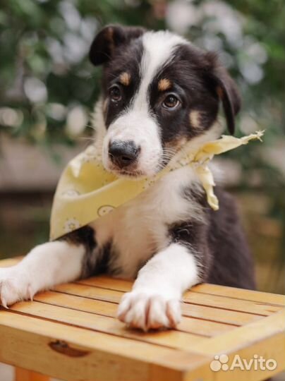 Щенок в добрые руки