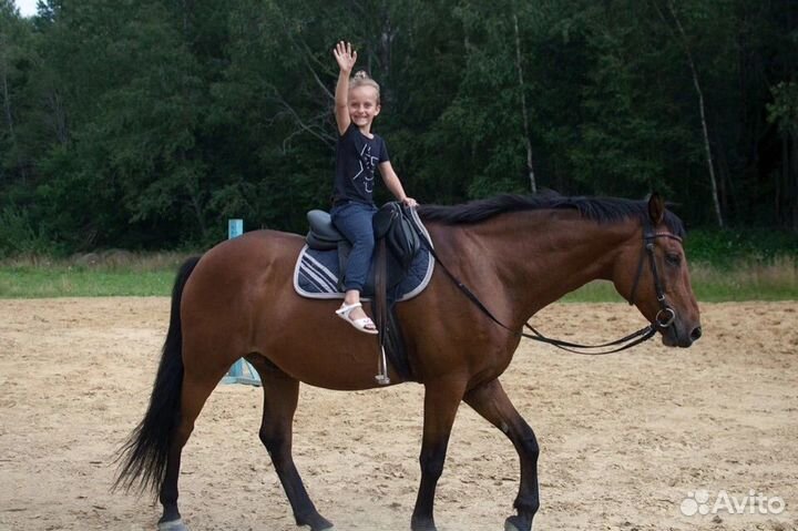 Конные прогулки Санкт-Петербург/Сертолово