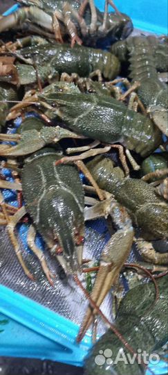 Раки Дон опт и розница