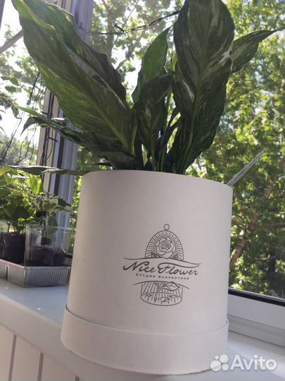 Спатифиллум Даймонд