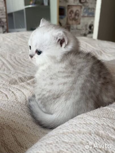 Котята британская серебристая шиншилла