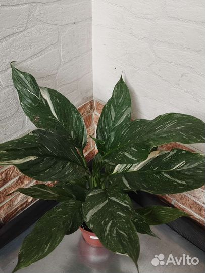 Спатифиллум домино