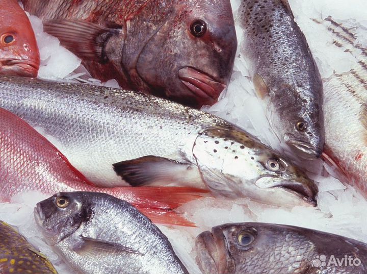 Магазин морепродуктов – готовый бизнес